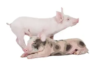 Patchy: Pig - Piglets