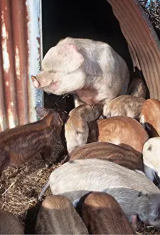 Piglets: PIG - and many piglets