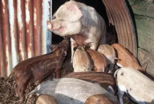 Piglets: PIG - and many piglets