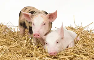 Patchy: Pig - Piglets on hay