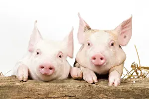 Peer: Pig - Piglets looking over fence