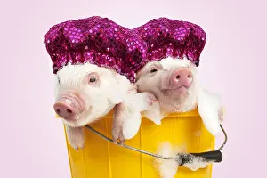 Baths: PIG, Piglets sitting in a bucket covered in soap