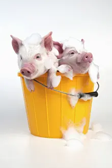 Soap: PIG - Piglets sitting in a bucket covered in soap suds