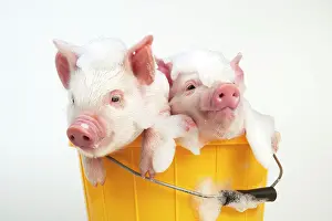 Soap: PIG - Piglets sitting in a bucket covered in soap suds