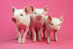 Quirky: PIG - Piglets standing in a row on pink spotty blanket