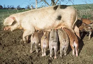 Sows: PIG & PIGLETS SUCKLING