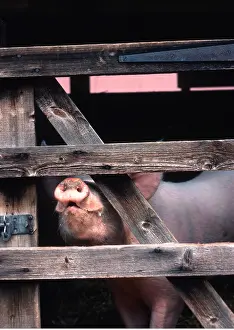 Gates: PIG - poking with snout through gate