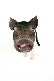 Saddleback: Pig. Saddleback cross piglet