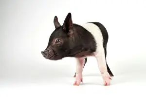 Saddleback: Pig - Saddleback cross piglet