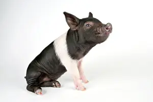 Saddleback: Pig - Saddleback cross piglet