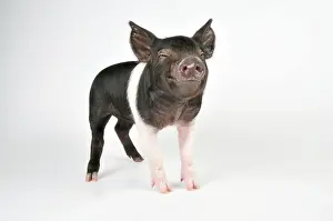 Saddleback: Pig - Saddleback cross piglet