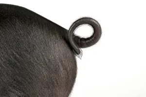 Saddleback: Pig - Saddleback cross piglet tail