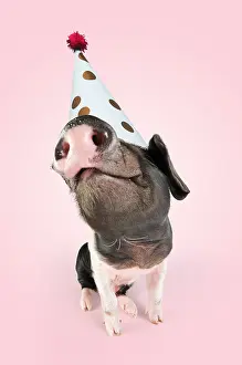 260319: Pig. Saddleback piglet wearing Birthday party hat
