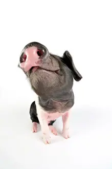 Saddleback: Pig. Saddleback piglet on white background
