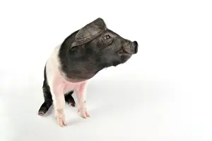 Saddleback: Pig. Saddleback piglet on white background