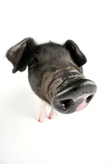 Saddleback: Pig. Saddleback piglet on white background