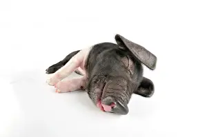 Saddleback: Pig. Saddleback piglet on white background