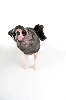 Saddleback: Pig. Saddleback piglet on white background