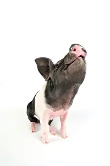 Saddleback: Pig. Saddleback piglet on white background