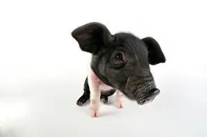Saddleback: Pig. Saddleback on white background