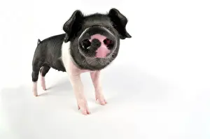 Saddleback: Pig. Saddleback on white background