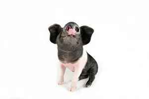 Saddleback: Pig. Saddleback on white background