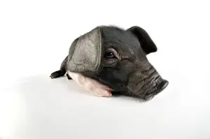 Saddleback: Pig. Saddleback on white background