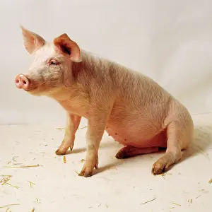 Trotter: PIG - SITS IN STUDIO