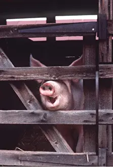Gates: Pig - snout through gated fence in stall with mouth open