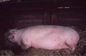 Ardea London: PIG - Sow, sleeping