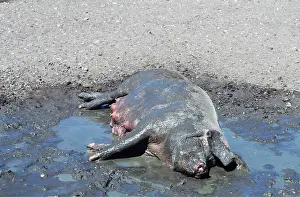 Temperature: PIG - Sow wallowing in mud