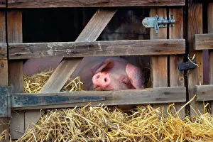 Sties: Pig - in stall