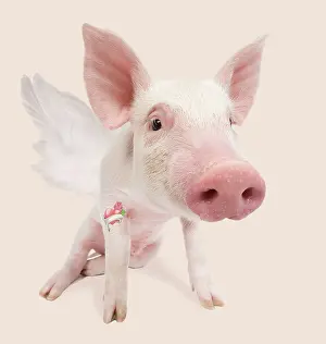 Tattoo: Pig - in studio with angel wings and tattoo