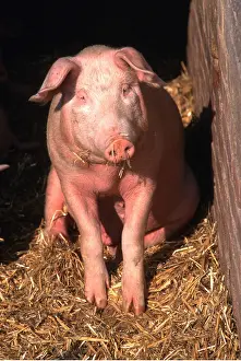 Sties: PIG - in sty