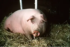 Sties: PIG IN STY