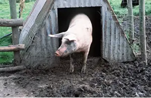 Ardea London: PIG - at sty
