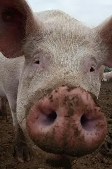 Suffolk: Pig (Sus domesticus) adult animal standing in a