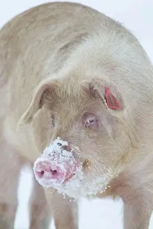 Suffolk: Pig (Sus domesticus) adult animal standing in snow