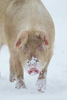 Suffolk: Pig (Sus domesticus) adult animal walking in snow