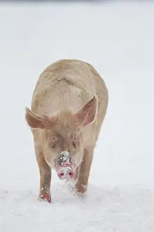 Suffolk: Pig (Sus domesticus) adult animal walking in snow