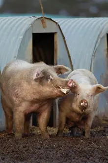 Stable: Pig (Sus domesticus) two adult animals standing
