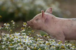 Piglet: Pig (Sus domesticus) juvenile piglet sniffing Mayflower