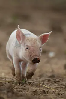Piglet: Pig (Sus domesticus) juvenile piglet walking in