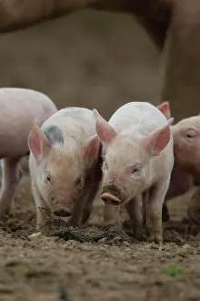 Piglet: Pig (Sus domesticus) two juvenile piglets in a farm
