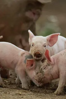 Piglet: Pig (Sus domesticus) juvenile piglets playing in