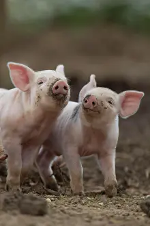 Piglet: Pig (Sus domesticus) two juvenile piglets playing