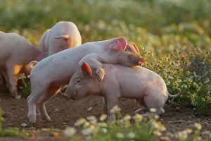 Piglet: Pig (Sus domesticus) juvenile piglets playing amongst