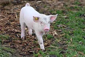 Scrofa: Pig (Sus scrofa domesticus) Piglet
