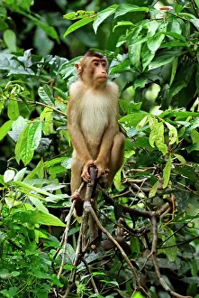 Nemestrina: Pig-tailed Macaque