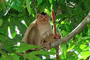 Nemestrina: Pig-tailed Macaque